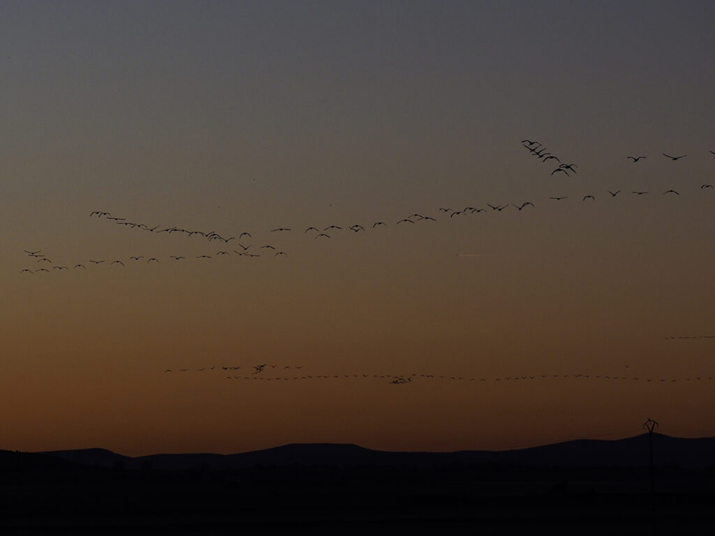 Volando antes de que salga el sol