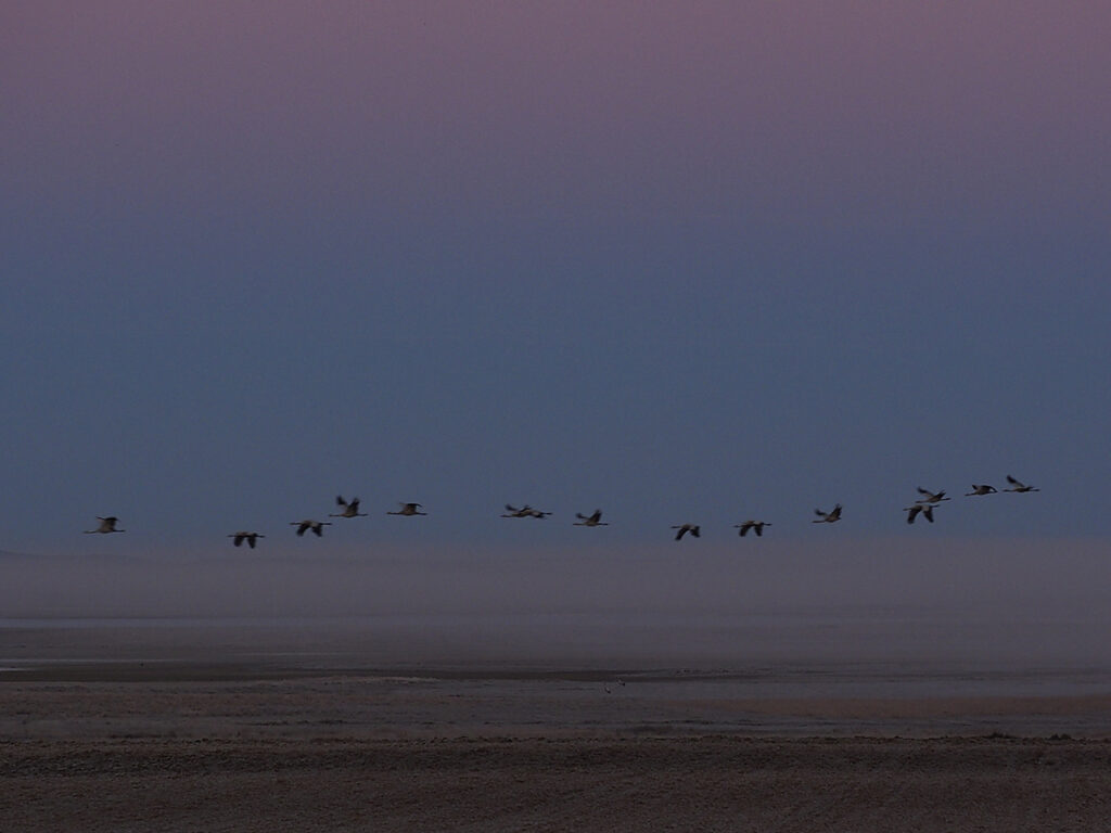 Grullas sobrevolando un banco de niebla