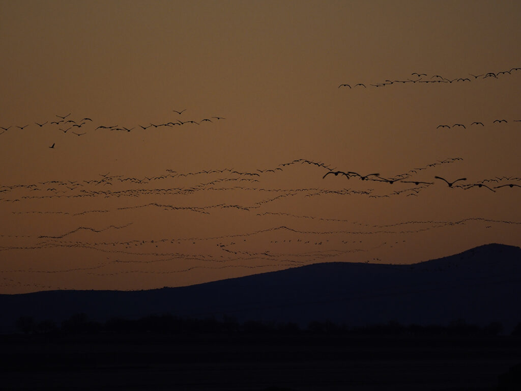 Cielo cubierto de grullas