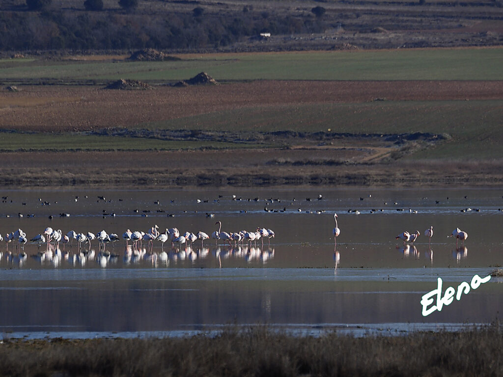 Flamencos en la laguna