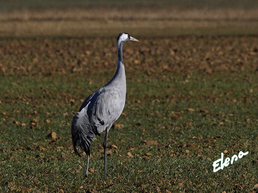 Grulla esbelta posando