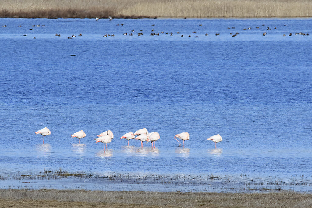 Flamencos