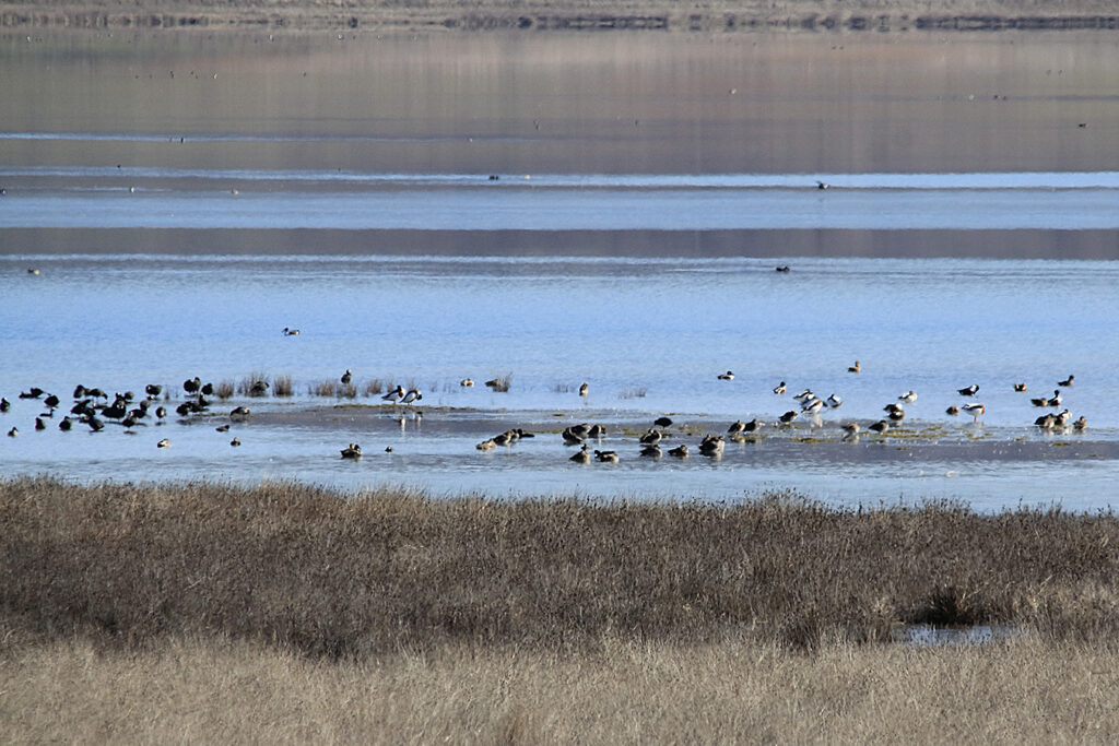 Diversos tipos de patos