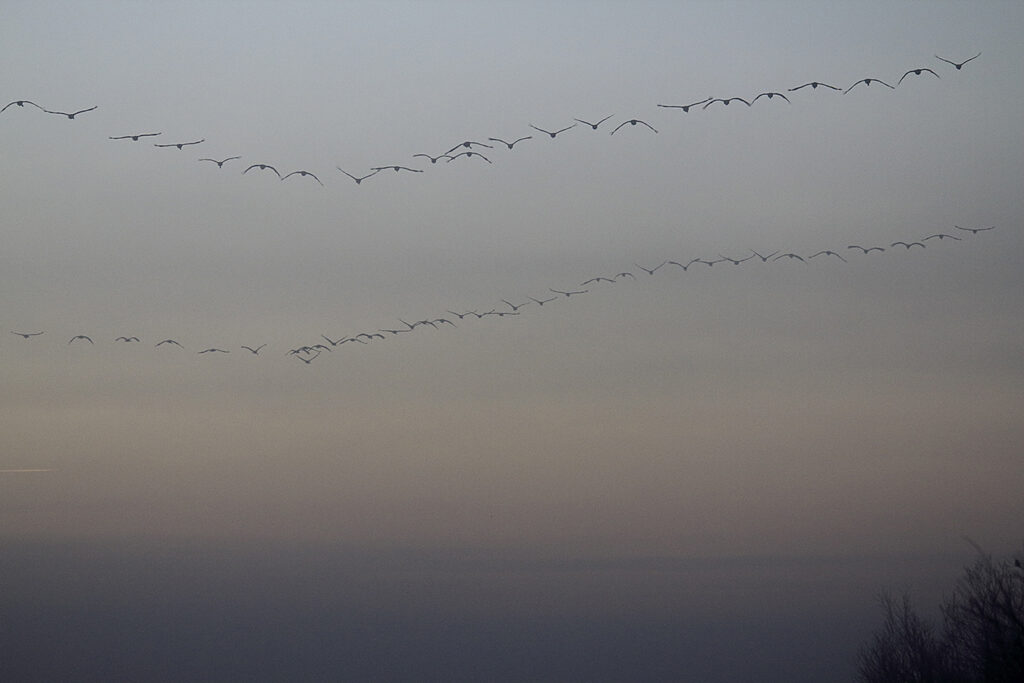 ...perdiéndose entre la niebla