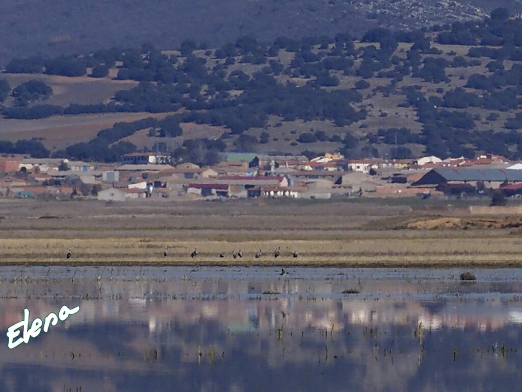 Fueron a parar al otro lado de la laguna