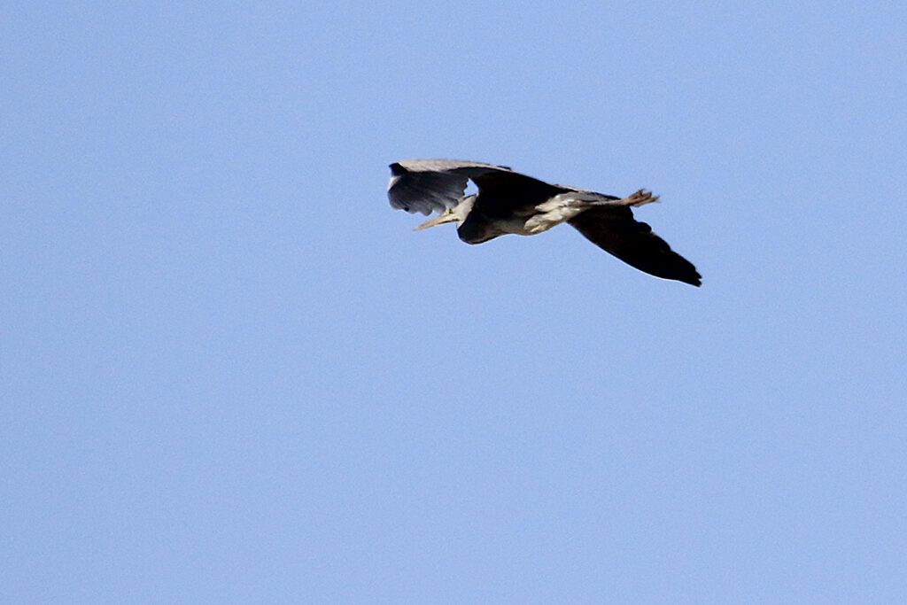 Garza real sobrevolando La Zaida
