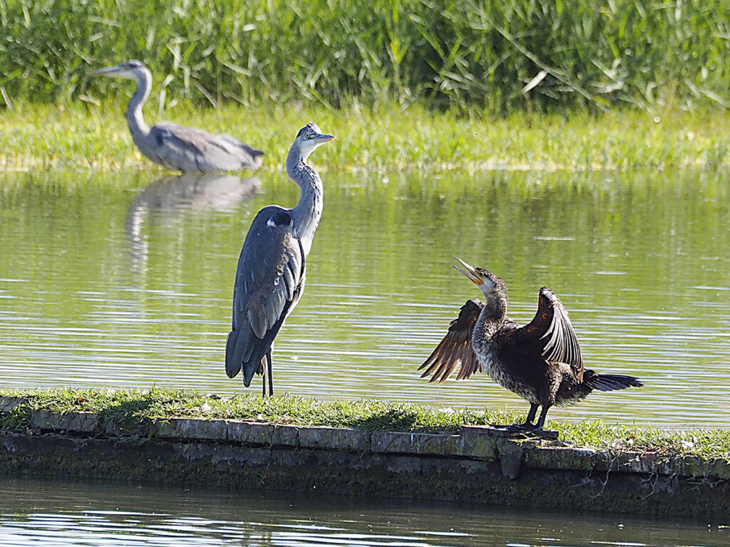 Garza y cormorán sobre un muro ganado por el estanque