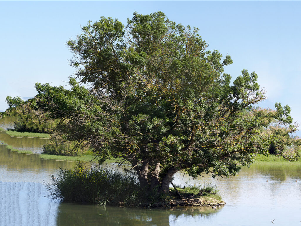 Árbol protector en el centro del estanque