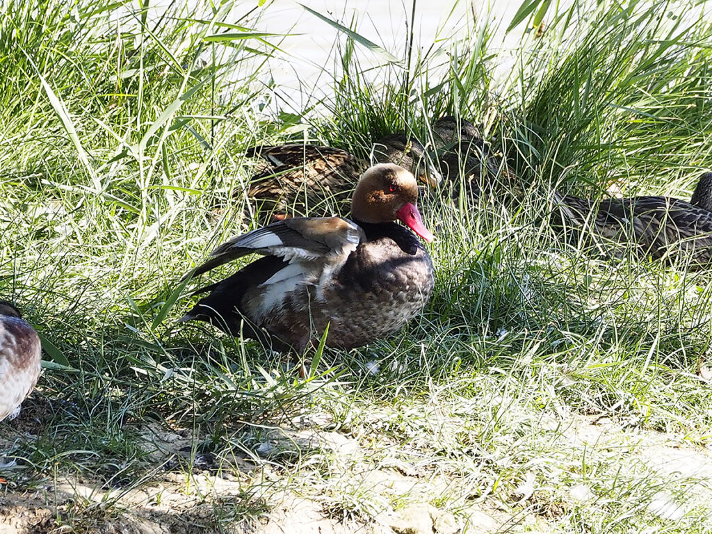 Pato colorado descansando a la sombra