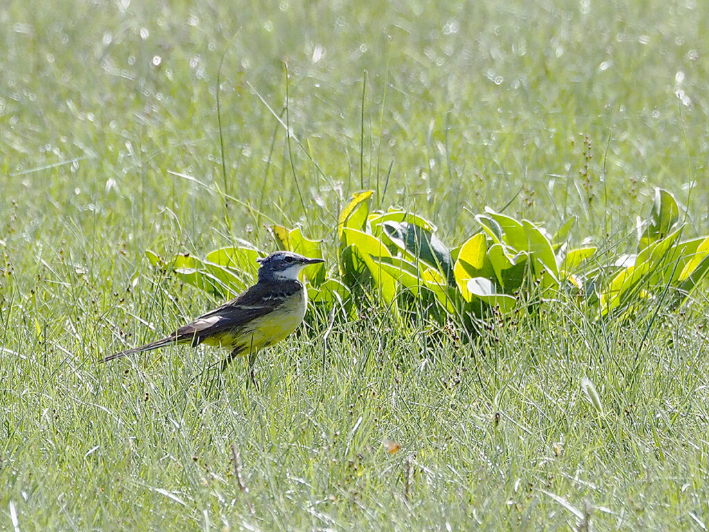 Lavandera semioculta entre la hierba