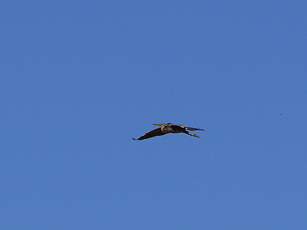 Garza imperial volando en la distancia