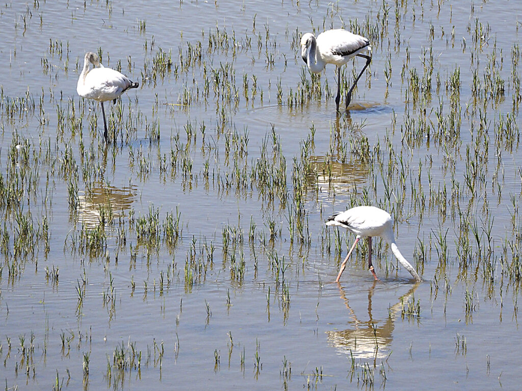 ... y flamencos en la distancia