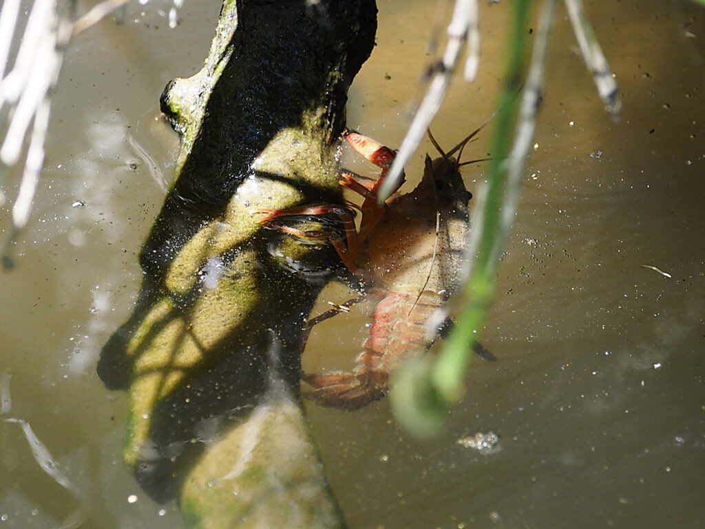 Cangrejo de río
(no todo van a ser pajarillos)