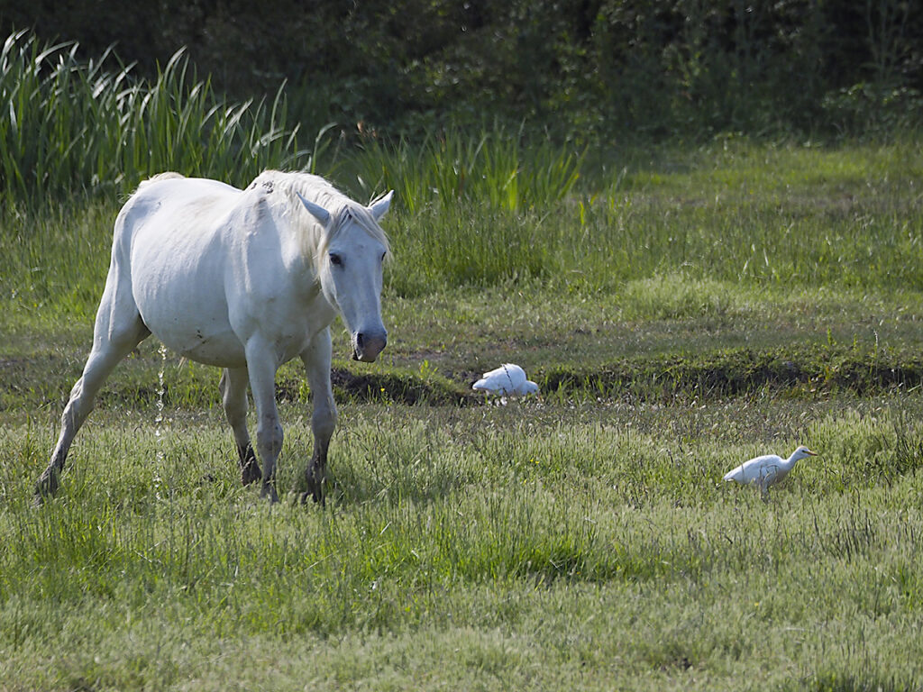 Garcillas bueyeras junto a un caballo meoncillo