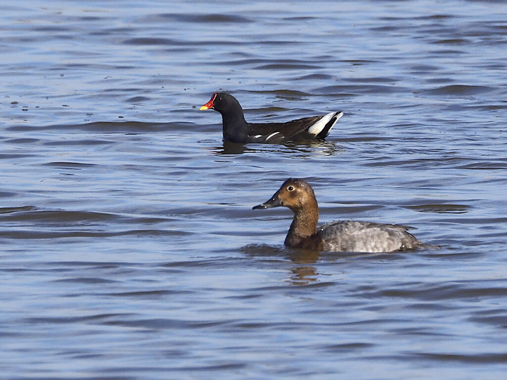Porrón europeo junto gallineta común