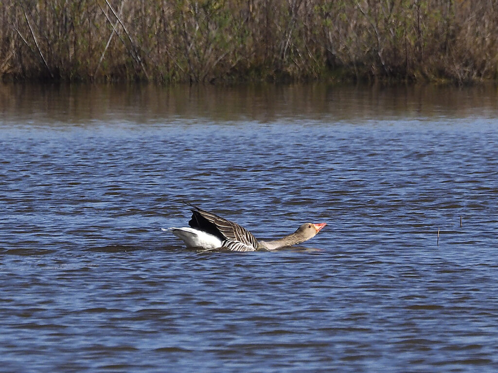 Ánsar estirándose mientras nada