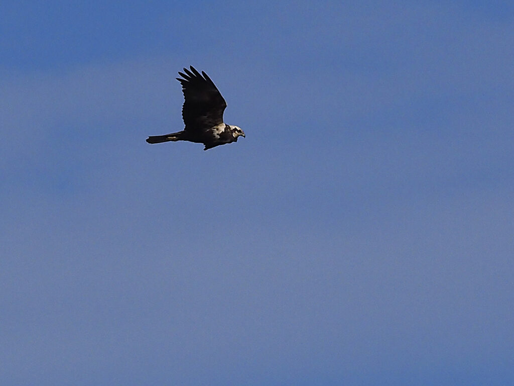 Aguilucho supervisando su territorio