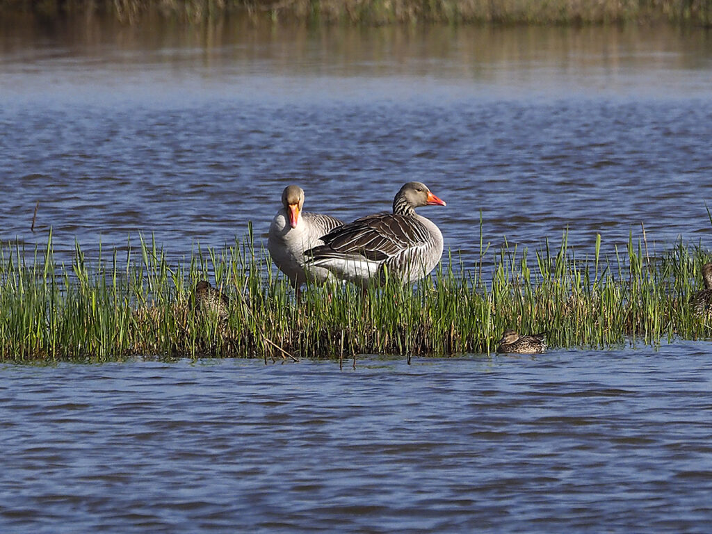Ánsares esperando sobre la hierba