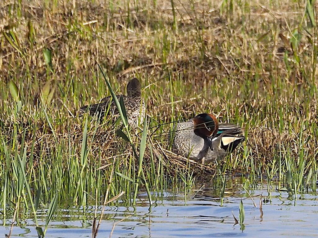 Cercetas entre las hierbas