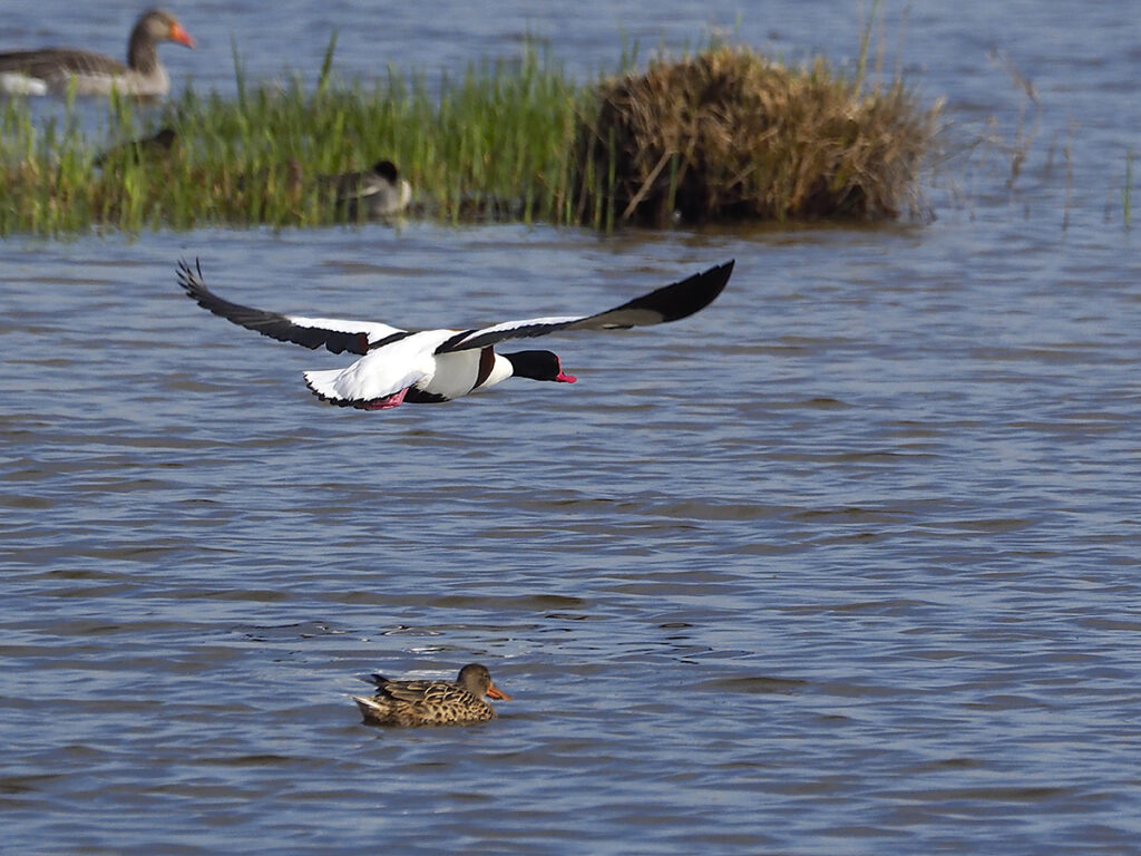 Tarro blanco cruzando el estanque