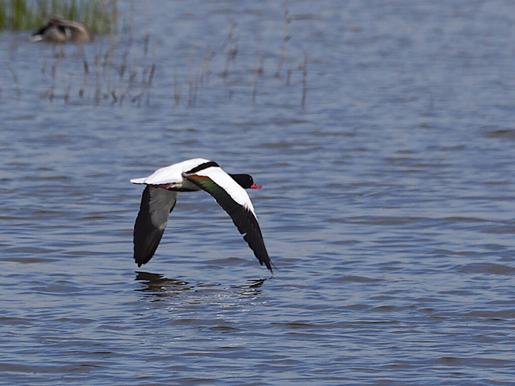 Prácticamente rozaba la superficie del agua con la punta de las alas