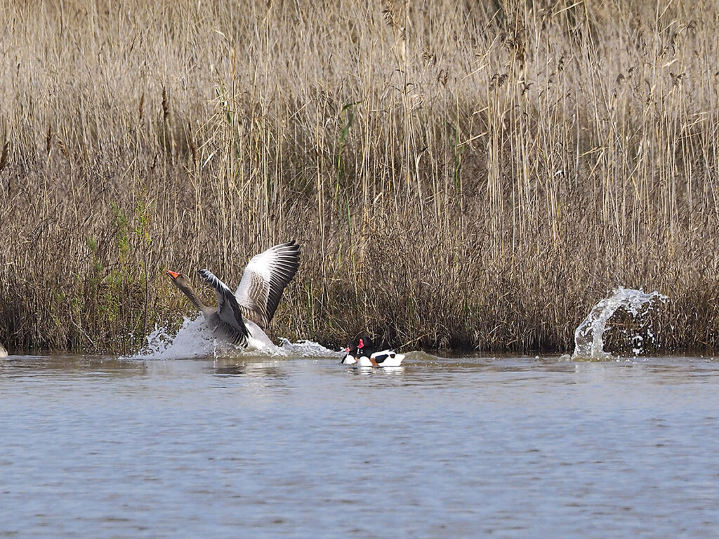 Ánsar amerizando con algún problemilla...