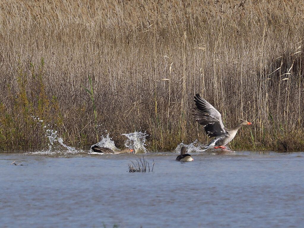 El agresor puso patas en polvorosa y escapó de una posible reprimenda