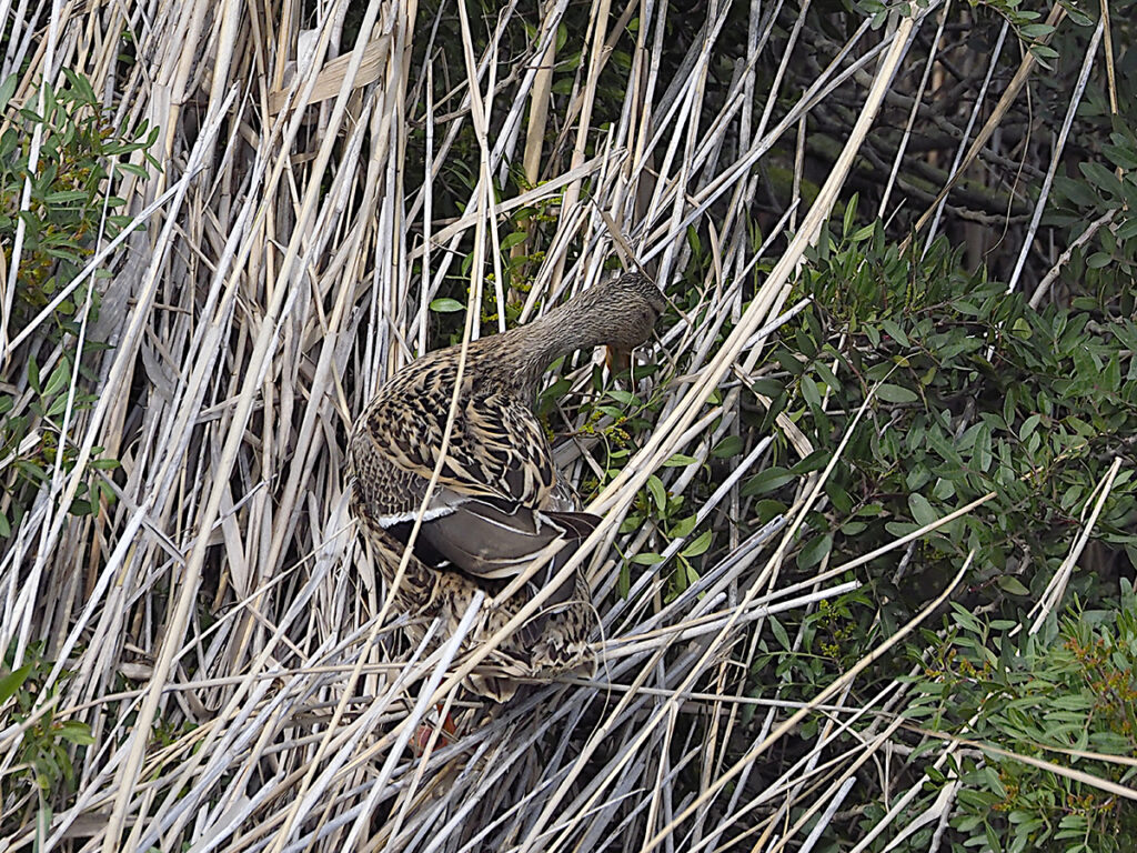 Hembra de azulón luchando contra los juncos