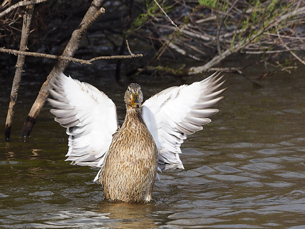 Azulona celebrando el trabajo bien hecho