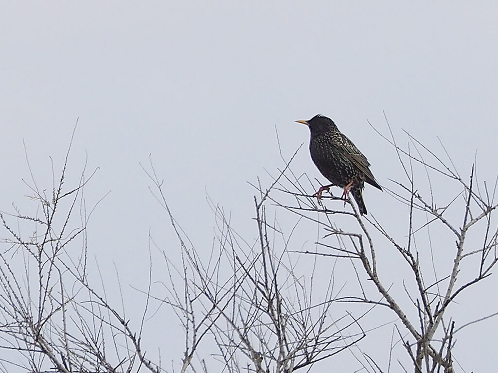 Estornino desde un punto de vista privilegiado