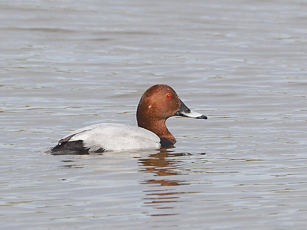 Porrón preparándose para zambullirse...