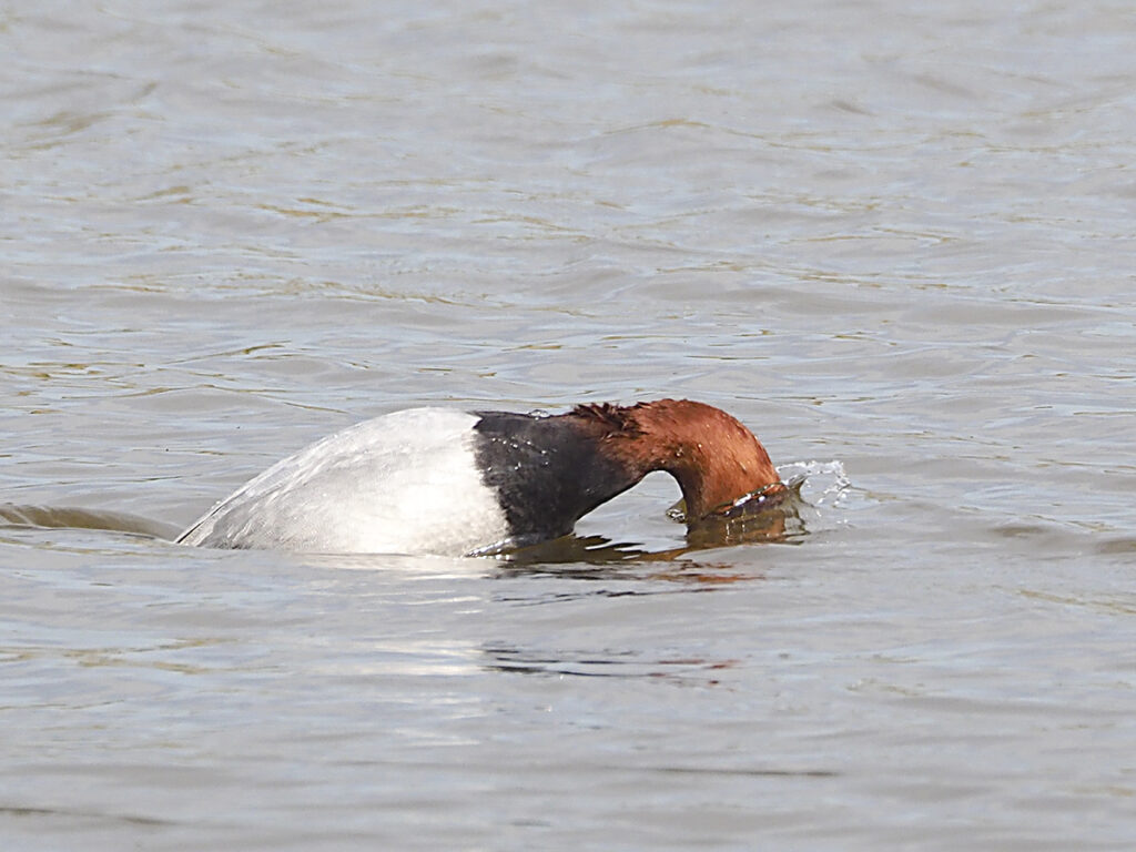 ...Momento de la inmersión.