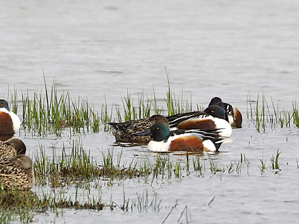 Algunos patos cuchara...
