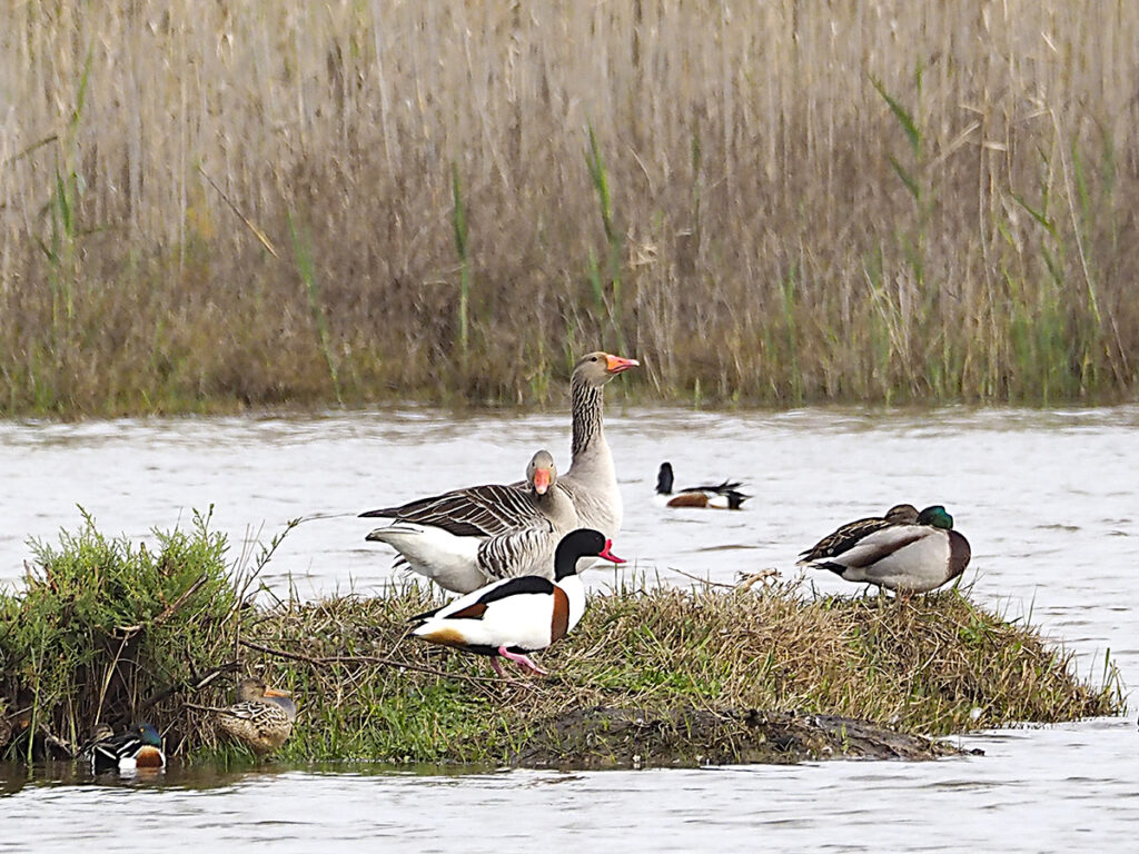 Ejemplo de comunidad bien avenida en un espacio angosto