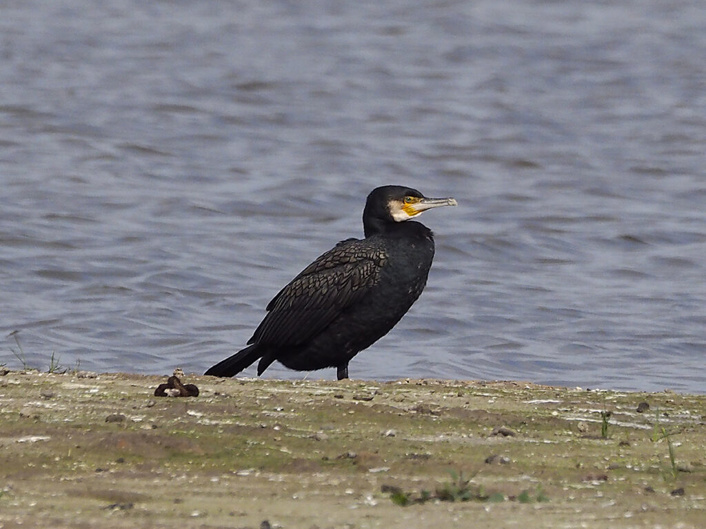 Cormorán...