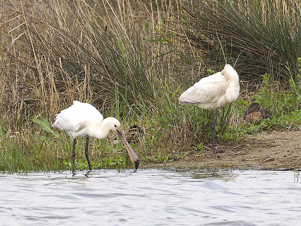 Pareja de espátulas...