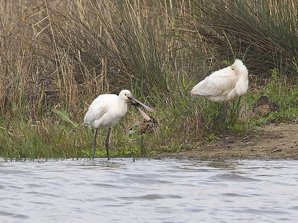... una de ellas hambrienta