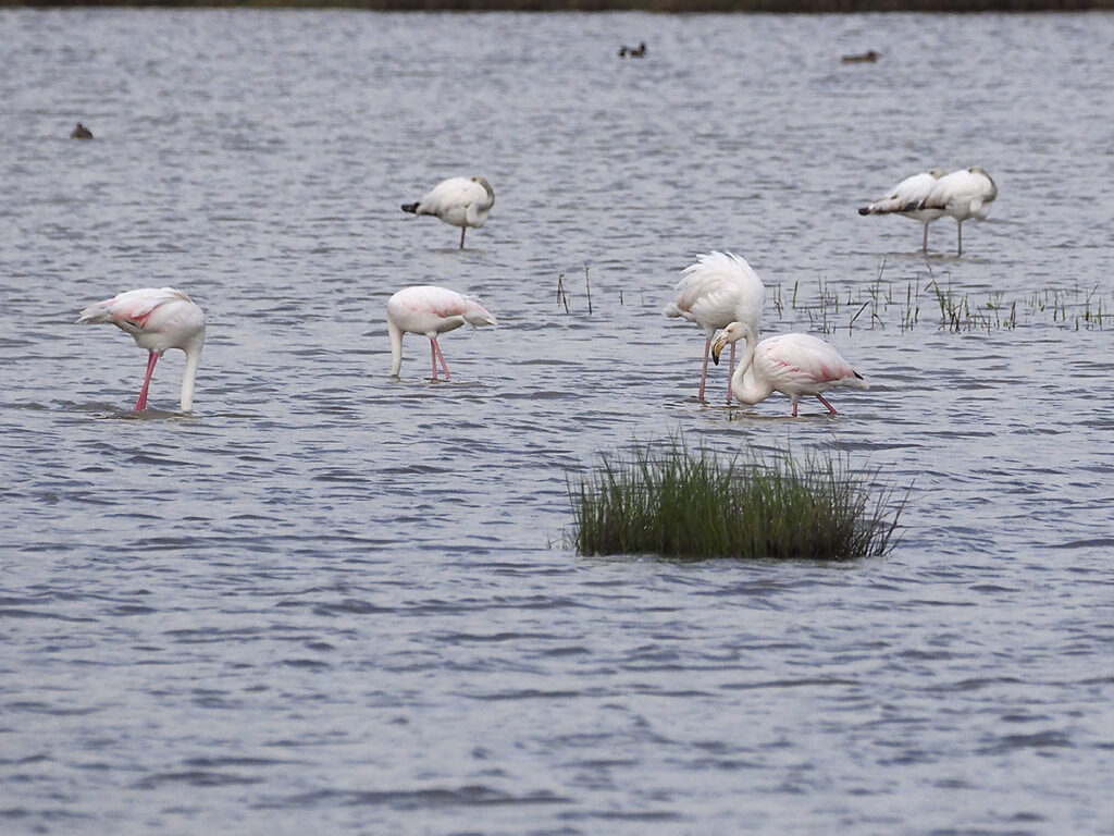 Flamencos recién llegados
