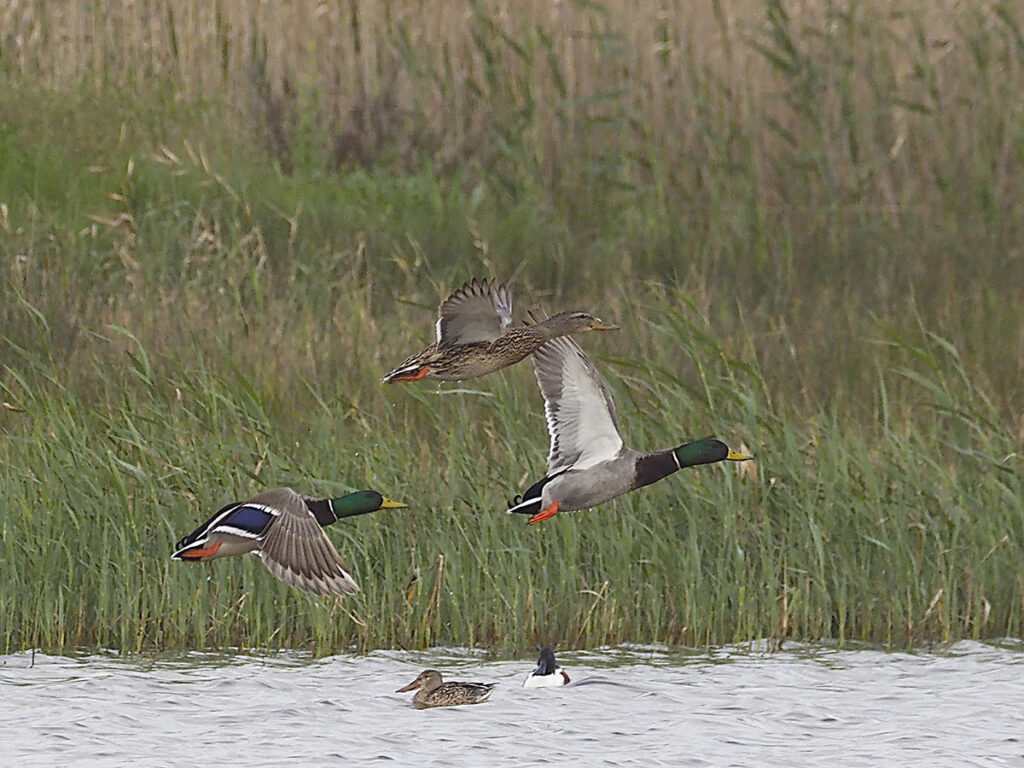 Trío de azulones en vuelo...