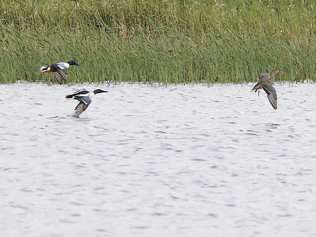 A los patos cuchara también nos gusta volar