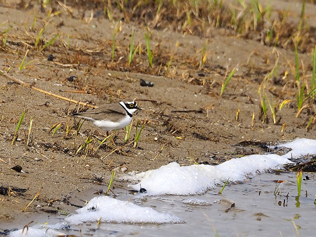 Chorlitejo hábilmente camuflado