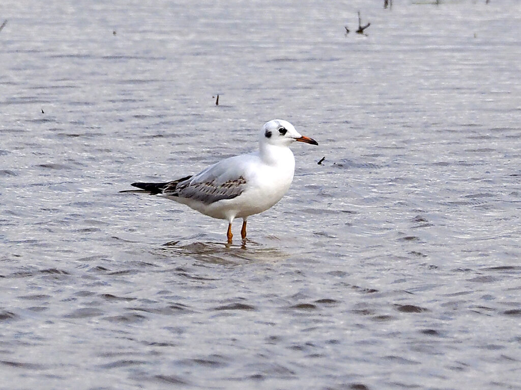 Ejemplar jovencito de gaviota reidora