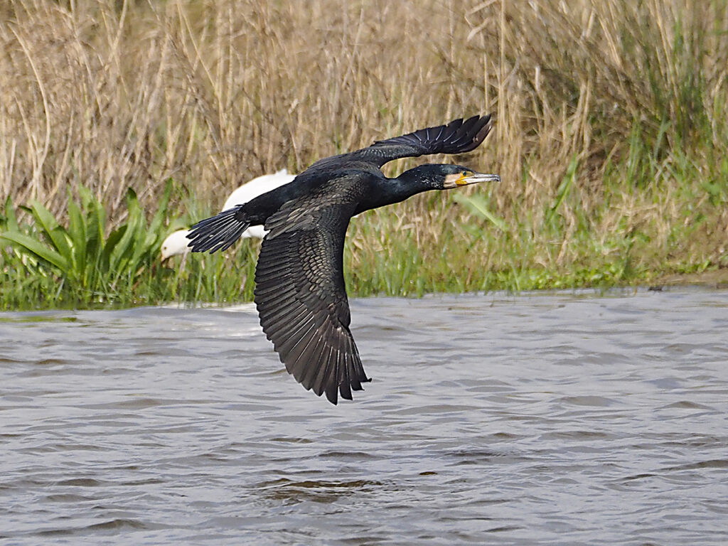 Cormorán en fase de aproximación...