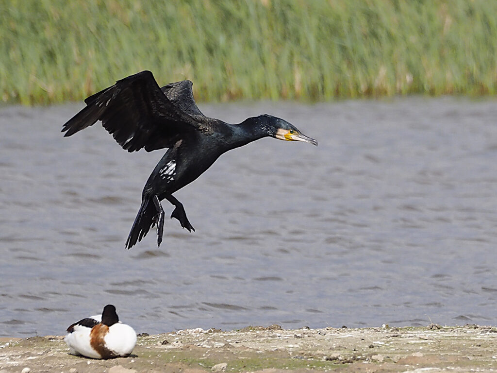 ...y cormorán a punto de tomar tierra