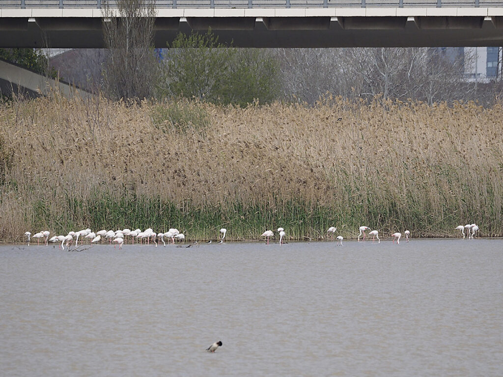 La primera foto desde el mirador de los flamencos