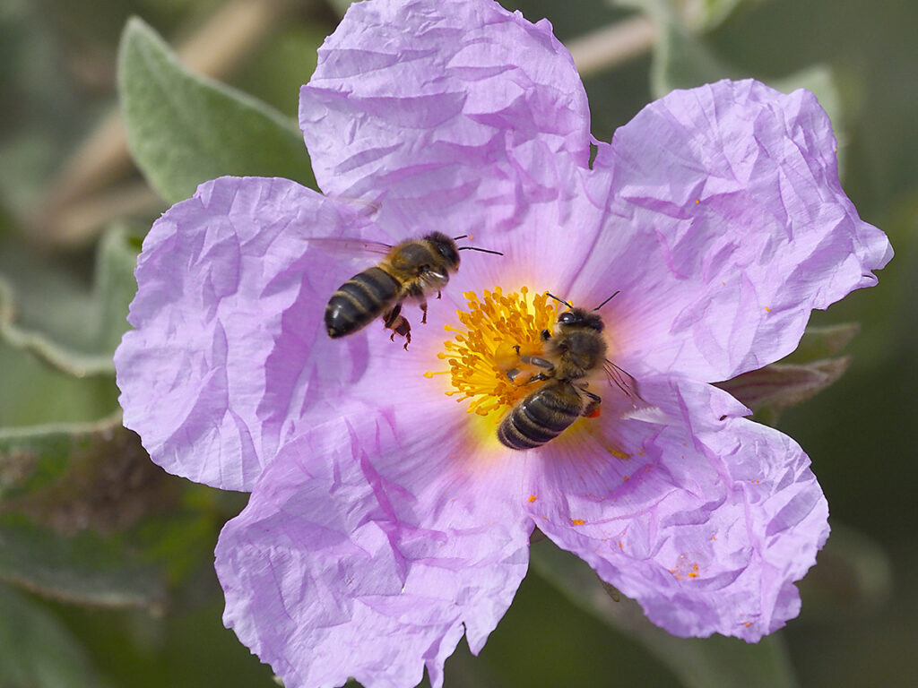 Flor de jara blanca asistida por dos abejas