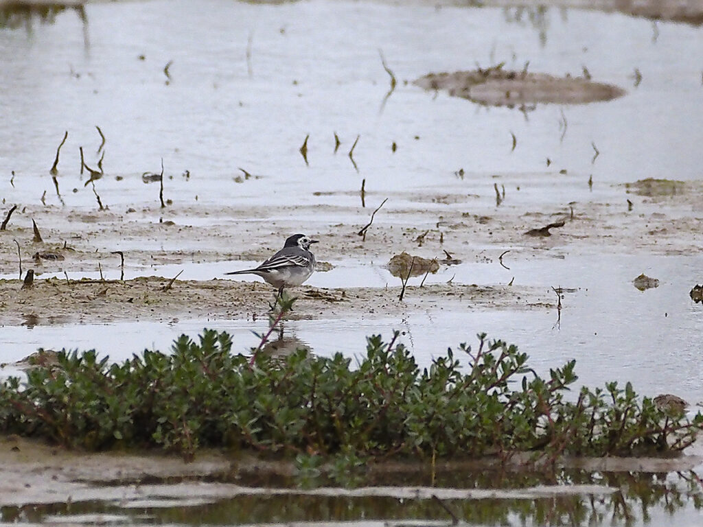 Lavandera blanca alejándose de nosotros