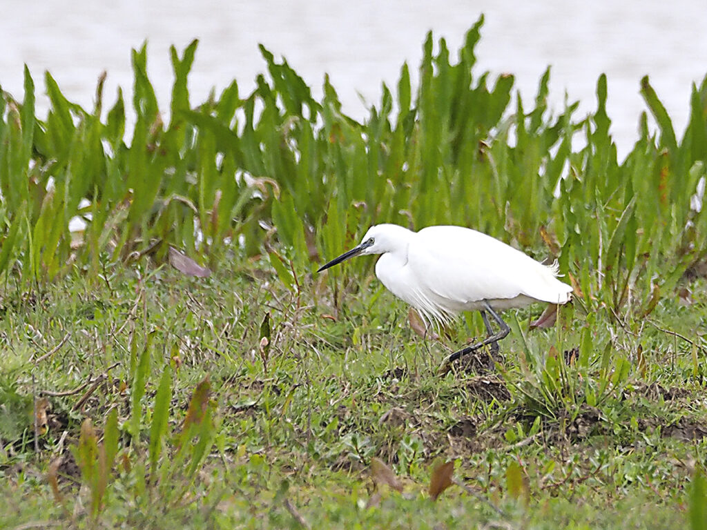 A la garceta parece que nuestra presencia no le importa
