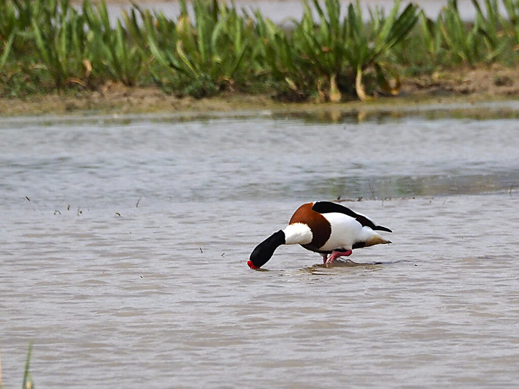 Tarro blanco alimentándose