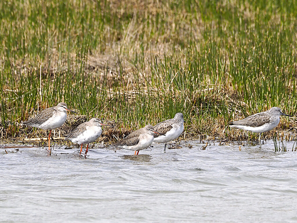 Archibebes posando para nosotros